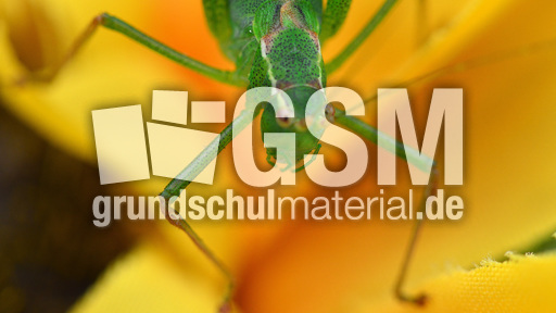 Grünes_Heupferd (4).jpg